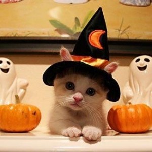 spooky_kitten